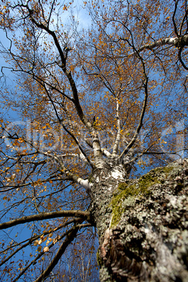 Herbstbaum