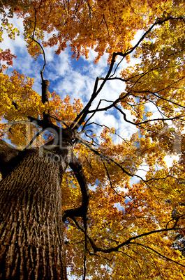 Herbstbaum