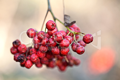 Rote Beeren