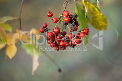 Rote Beeren