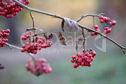 Rote Beeren