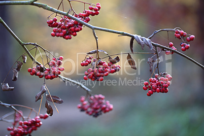 Rote Beeren