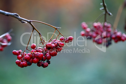 Rote Beeren