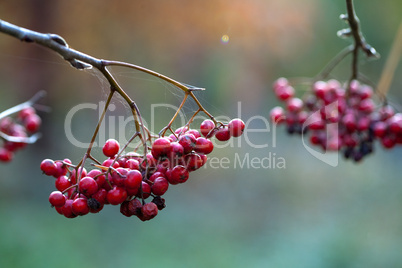 Rote Beeren