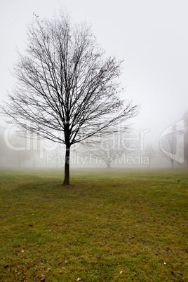 Nebel am Rhein