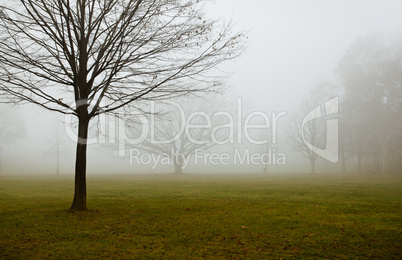 Nebel am Rhein