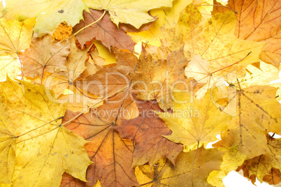 Autumn yellow leaves