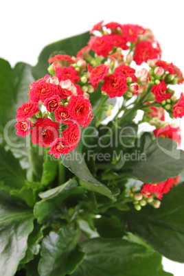 Kalanchoe