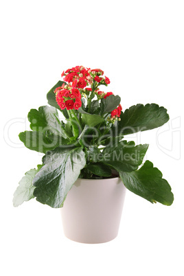 Kalanchoe