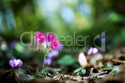 flower on nature background