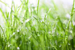 Green grass with drops