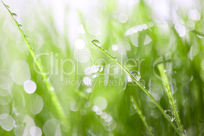 Green grass with drops