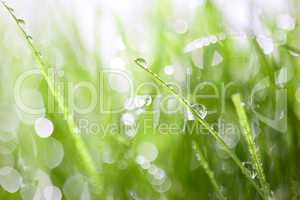 Green grass with drops