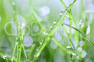 Green grass with drops