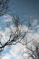 Himmel Wolken Zweige