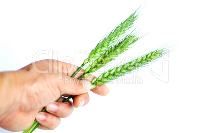 Wheat ears in hand