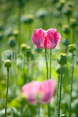 Poppies in the Springtime
