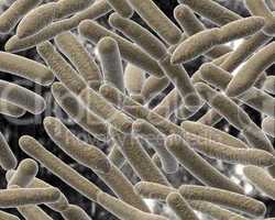 Bacillus on blurred background.