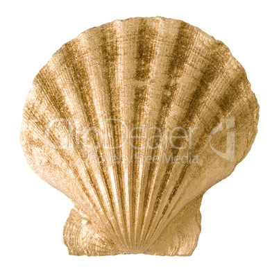 Gold shell isolated on white background.