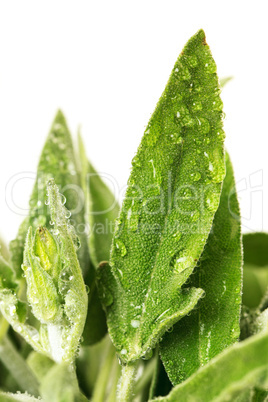 Fresh sage leaves