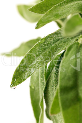 Fresh sage leaves