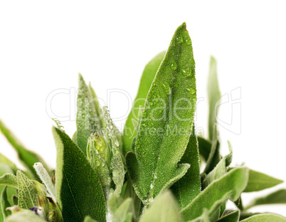 Fresh sage leaves