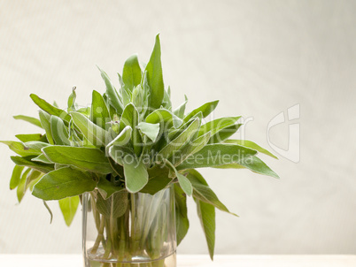 Fresh sage leaves