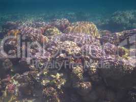bunte korallen in aegypten