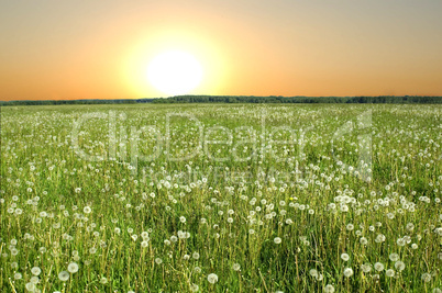 dandelions