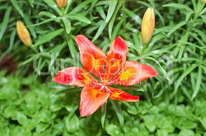 Orange Lilies