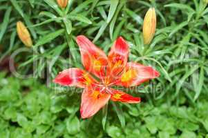 Orange Lilies