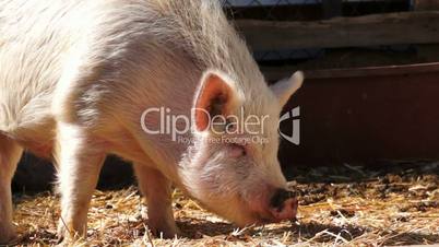 Hairy White Pig Eating