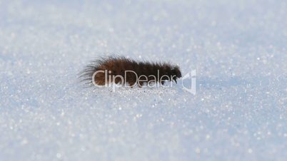 The caterpillar crawling on the snow