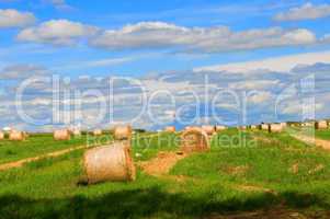 Autumn Field