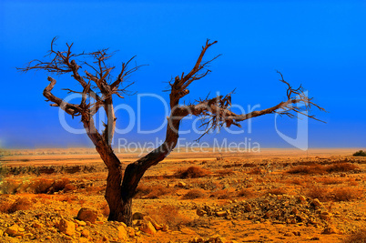 Tree in desert