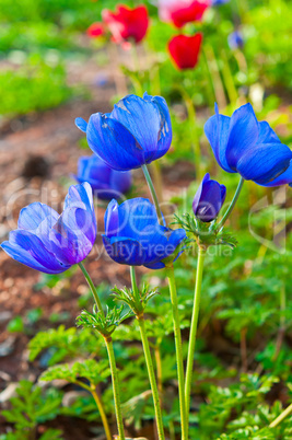 Blue poppies