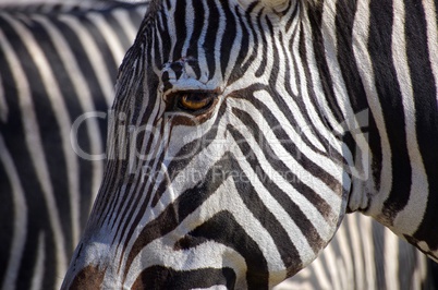 Detailansicht eines Zebras