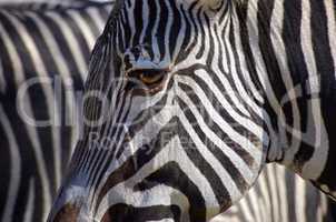 Detailansicht eines Zebras