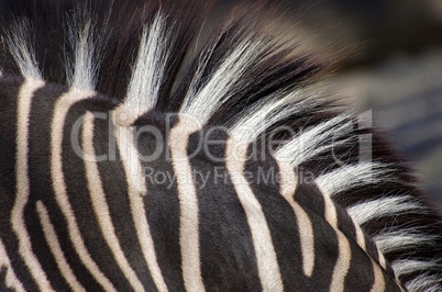 Detailansicht eines Zebras
