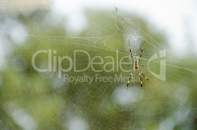 Spider, Nephila clavata