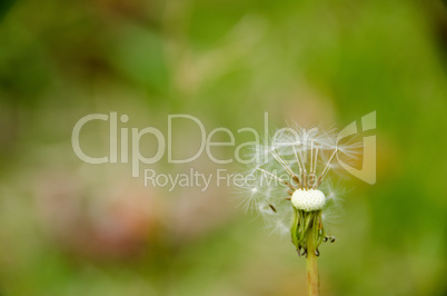 Blown dandelion head