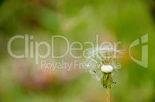 Blown dandelion head