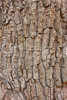 Fragment of old tree bark