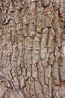 Fragment of old tree bark