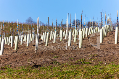 Weinberg im Winter