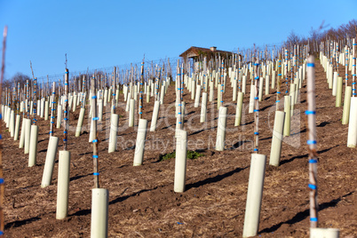 Weinberg im Winter