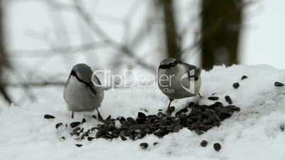 two nuthatches