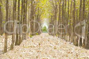 Pathway in the forest full of fallen dried leaves.  Road to a be