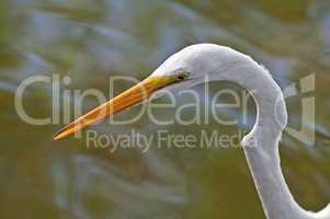 Great Egret bird.