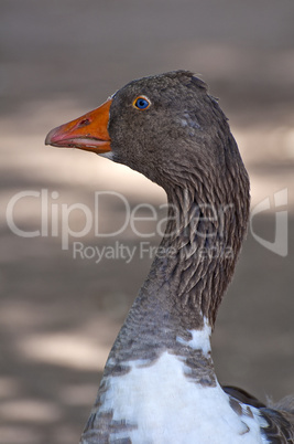 Greylag goose.